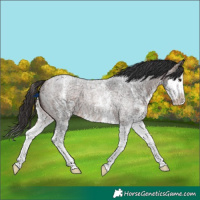 Horse Color:Brown Roan Sabino Splash Varnish
