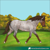 Horse Color:Gray Red Roan