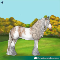 Horse Color:White Spotted Chocolate Palomino Roan Frame 