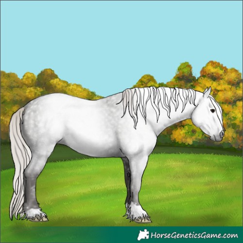 Horse Color:Gray Silver Blue Roan 