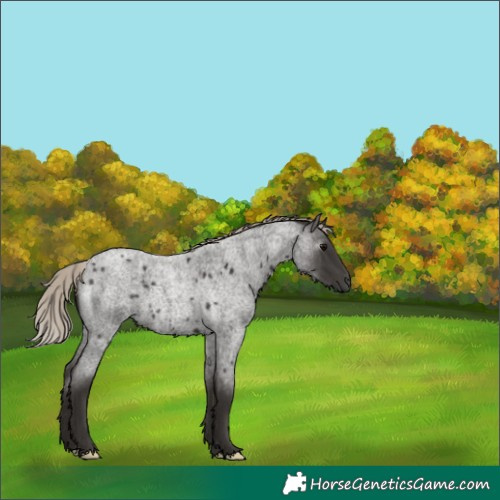 Horse Color:Gray Silver Blue Roan 