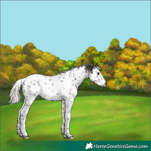 Horse Color:Gray White Spotted Silver Bay Sabino Appaloosa Rabicano 