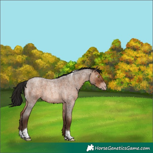 Horse Color:Gray Amber Champagne Roan Tobiano 