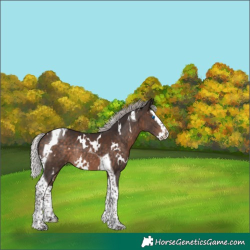 Horse Color:White Spotted Silver Brown Splash Tobiano Rabicano 