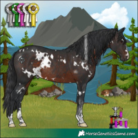 Horse Color:White Spotted Brown Rabicano