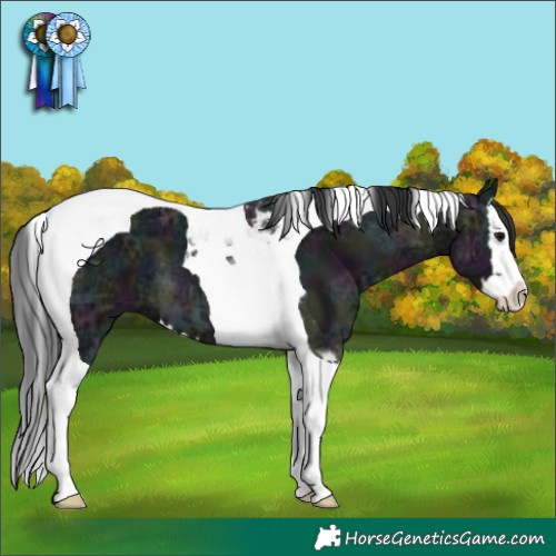Horse Color:Midnight Black Ice Splash Tobiano 
