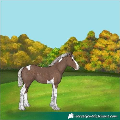 Horse Color:Silver Black Splash Tobiano 