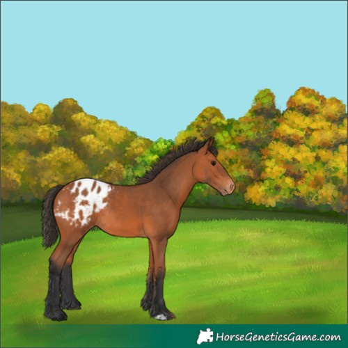 Horse Color:Bay Appaloosa Rabicano 