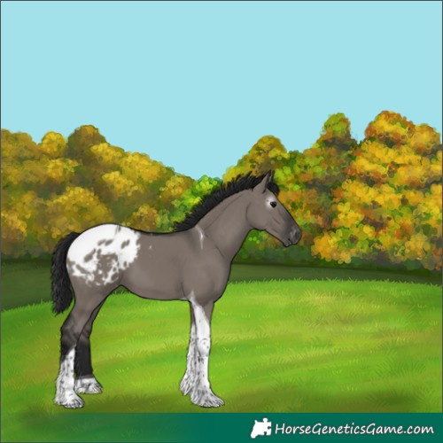 Horse Color:Gray Grullo Tobiano Appaloosa 
