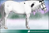 Horse Color:Midnight Black Splash Tobiano 