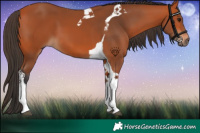 Horse Color:Bay Tobiano 