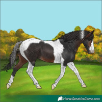 Horse Color:Brown Tobiano 