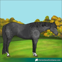 Horse Color:Black Tobiano 