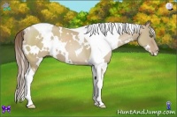 Horse Color:White Spotted Grullo Pearl Tobiano
