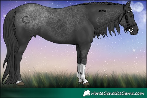 Horse Color:Black Tobiano 