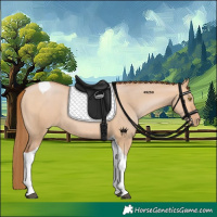 Horse Color:Bay Pearl Dun Tobiano Rabicano 