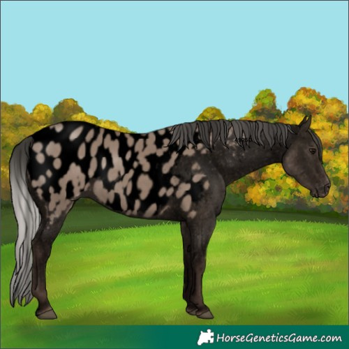 Horse Color:Void Silver Grullo Near Leopard Rabicano