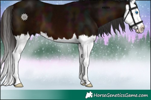 Horse Color:Midnight Brown Splash 