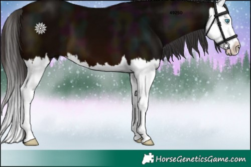 Horse Color:Midnight Brown Splash 