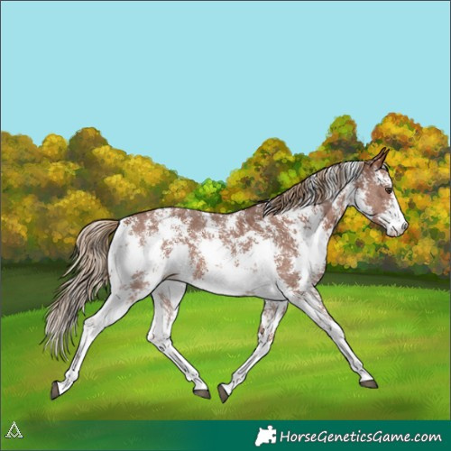 Horse Color:Chestnut Sabino 