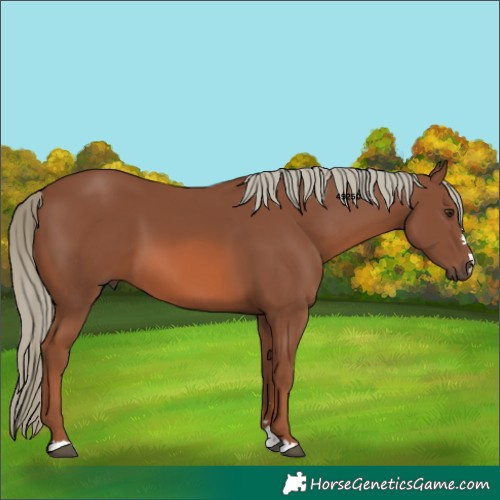 Horse Color:Chestnut Mushroom 