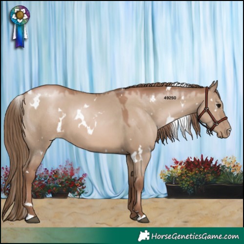 Horse Color:White Spotted Grullo Pearl 