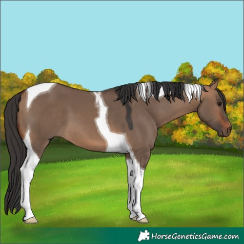 Horse Color:Bay Dun Tobiano 