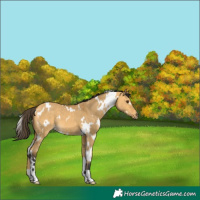 Horse Color:White Spotted Buckskin Dun 