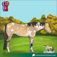 Horse Color:White Spotted Buckskin Dun 