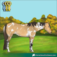 Horse Color:White Spotted Buckskin Dun