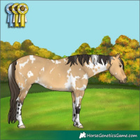 Horse Color:White Spotted Buckskin Dun 