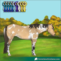 Horse Color:White Spotted Buckskin Dun