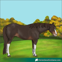 Horse Color:Liver Chestnut Splash Tobiano 