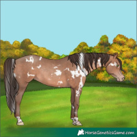 Horse Color:White Spotted Sable Champagne Rabicano 