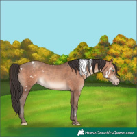 Horse Color:White Spotted Sable Champagne Rabicano 