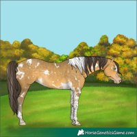 Horse Color:White Spotted Sable Cream Champagne Tobiano Rabicano