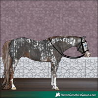 Horse Color:Silver Black Splash Tobiano Appaloosa  and Gray Liver Chestnut Sabino 