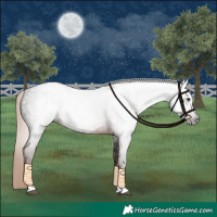 Horse Color:Gray Liver Chestnut Appaloosa 
