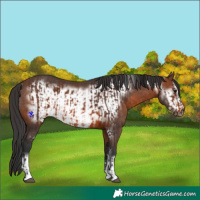 Horse Color:Brown Rabicano  and Brown Frame Rabicano 
