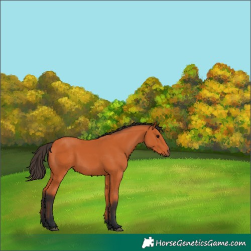 Horse Color:Bay 