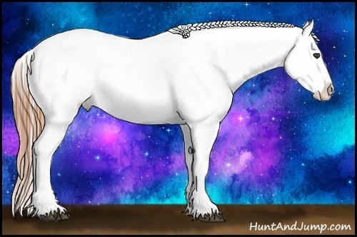 Horse Color:Chestnut Appaloosa 