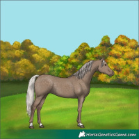 Horse Color:Silver Grullo Rabicano 
