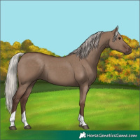 Horse Color:Silver Grullo Tobiano Rabicano 