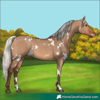 Horse Color:White Spotted Silver Brown Dun Rabicano 