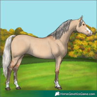 Horse Color:Silver Bay Dun Rabicano 