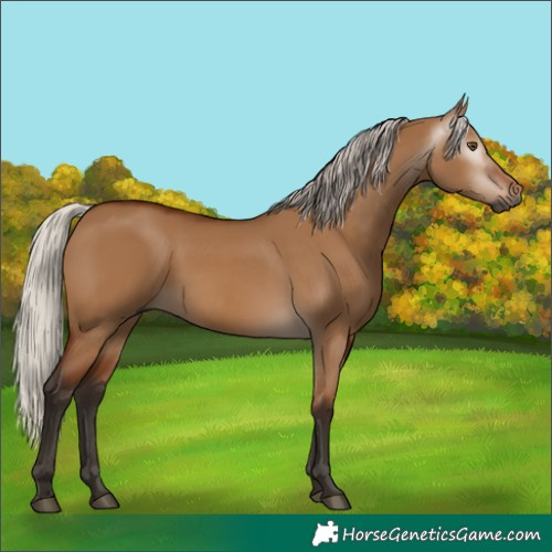 Horse Color:Gray Silver Bay Dun Rabicano