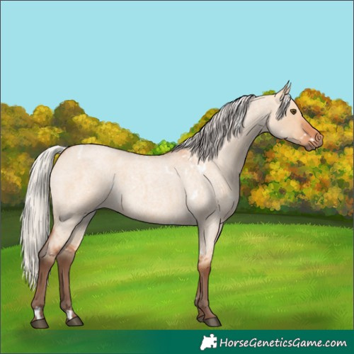 Horse Color:White Spotted Silver Bay Roan Dun Rabicano