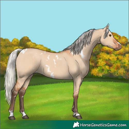 Horse Color:White Spotted Silver Bay Dun Rabicano