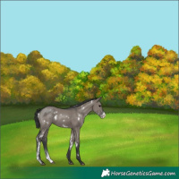 Horse Color:White Spotted Grullo Sabino Rabicano