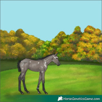 Horse Color:White Spotted Grullo 